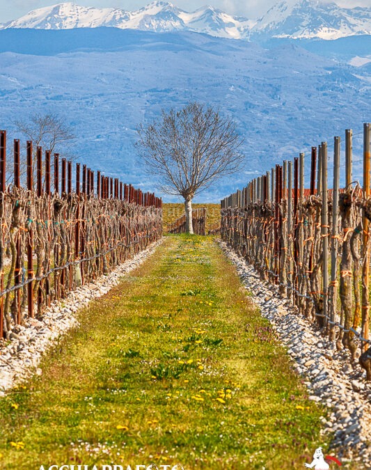 Dalla golena del Piave alle montagne