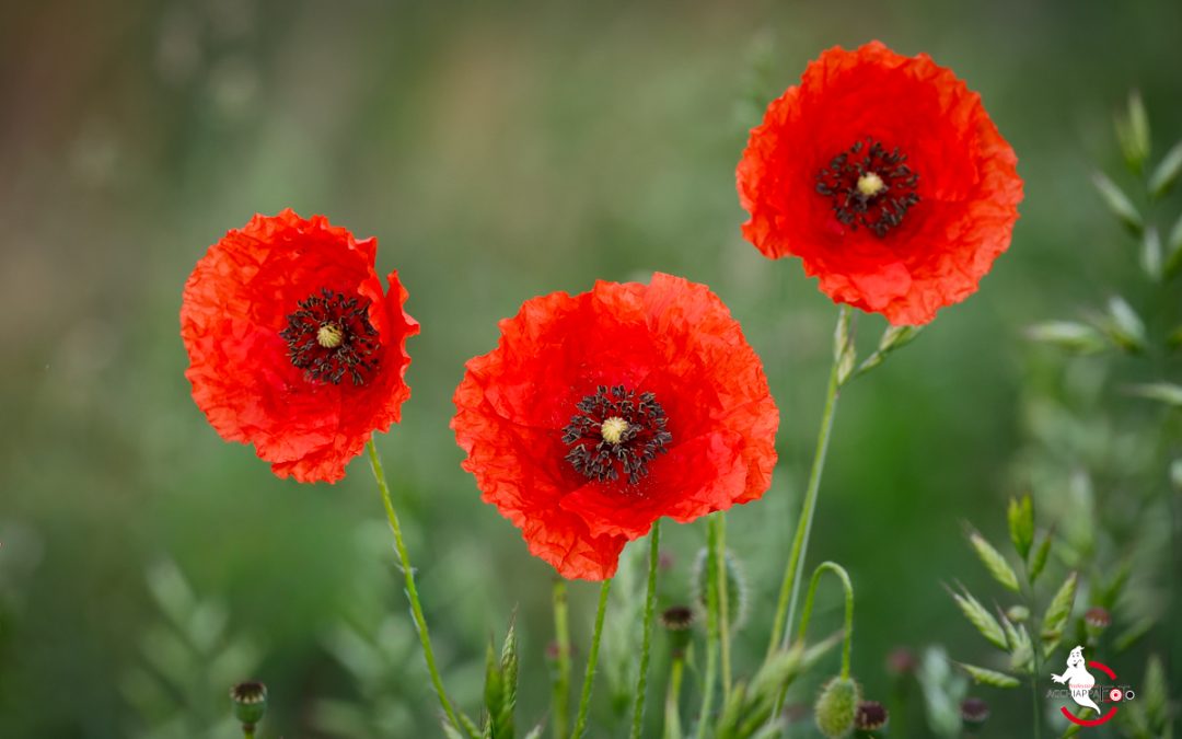 Sussurri del Monticano: Una Passeggiata tra Luce e Memoria